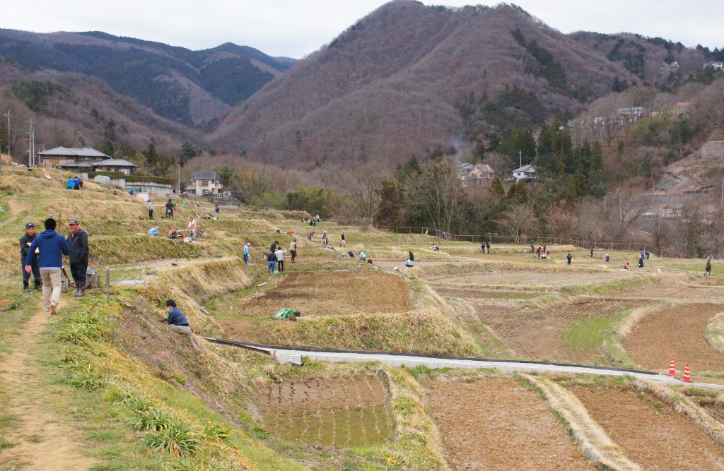 棚田での曼珠沙華補植