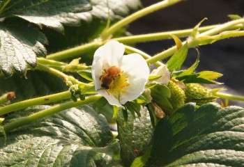 蜂が頑張って受粉