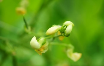 インゲンの花