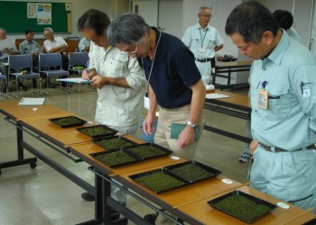 茶葉の審査