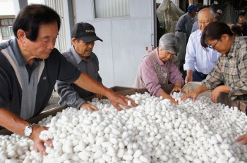 「白繭」の選繭をする生産者