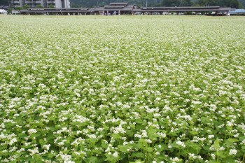 そばの花