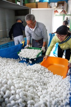 繭を乾繭機へ入れる生産者とＪＡ職員、県職員