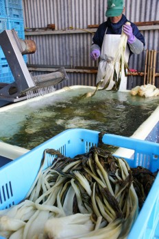 荒漬けからの洗浄作業