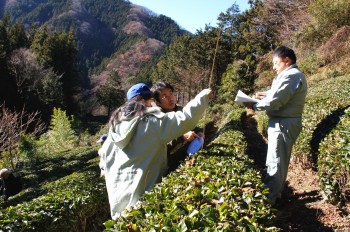 茶園を審査する審査員ら