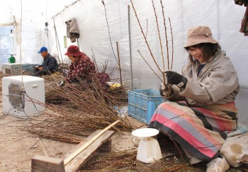 花桃の規格に合わせて切り揃える町田實さん、スエ子さん、考子さん