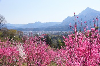 花桃（４月上旬見ごろ）