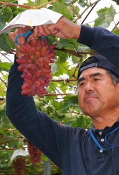 ちちぶ山ルビーを収穫する新井さん