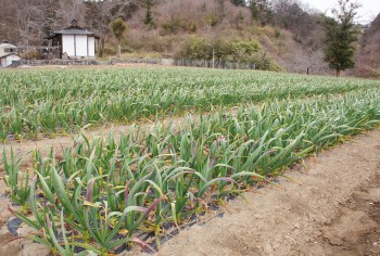 良質なニンニクの圃場