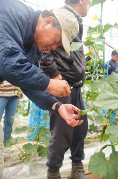 生育状況を確認する指導部員　