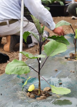 植えつけたナス苗