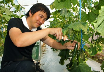 丁寧に育てた「秩父きゅうり」を収穫する牛谷さん