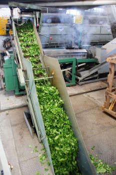 お茶の生葉を蒸し器に運びます