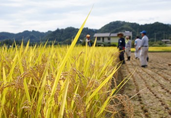 秩父の美味しいお米