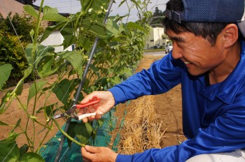 良質な「秩父いんげん」を収穫する石橋さん