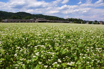 ９月下旬には秋そばの花が見頃を迎えます