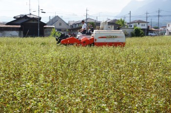 「春そば」を刈り取る組合員