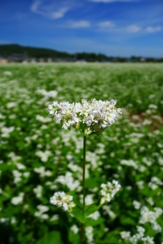 そばの花