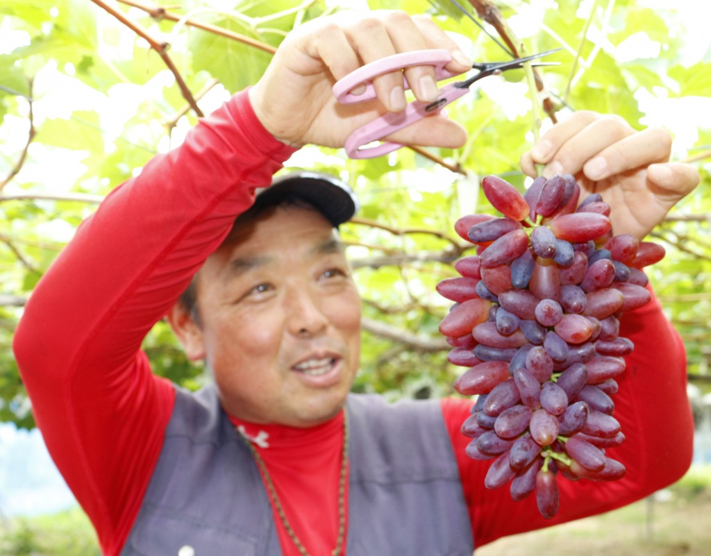 丁寧に育てたブドウを収穫する千島孝夫さんHP