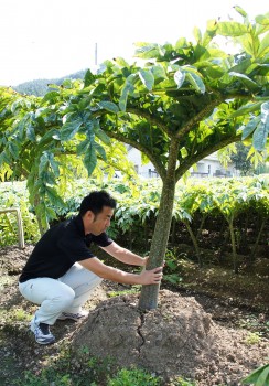 ６年生のコンニャク（地上にでている部分は全部葉っぱ） 