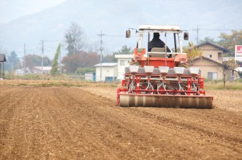 ゴールデンメロン埼１号を播種