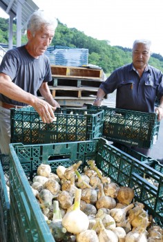 出荷作業をする生産者ら　タテHP