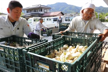 ニンニクの出荷作業をするJA職員や生産者