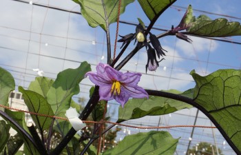 ナスの花