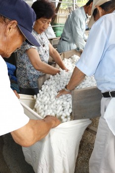 選繭した白繭を袋詰め