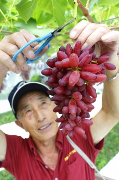 ちちぶ山ルビーの収穫をする田嶋巻雄さんHP