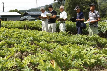 栽培圃場を確認する審査員ら ヨコ２HP