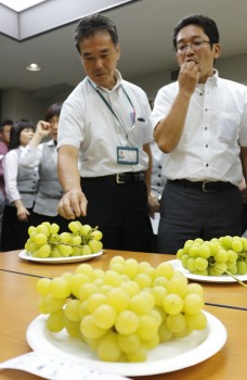 おいしいぶどうを審査