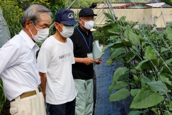 ちちぶ 夏秋茄子現地検討会 R3.8.2-3 ヨコ