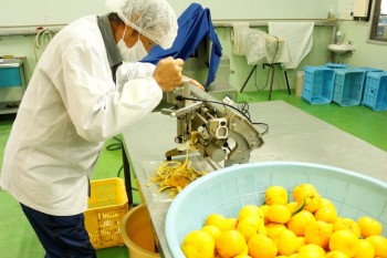 ちちぶ 柚子胡椒用の柚子の皮むき作業が最盛期 R3.12.21 ヨコ１